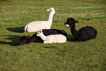 Luxury meets nature: high-quality alpaca wool from ethically raised red, white, and black alpacas...