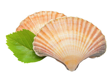 Scallop Shell with Green Leaf Garnish, Raw Seafood 