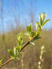 willow branch with green leaves closeup