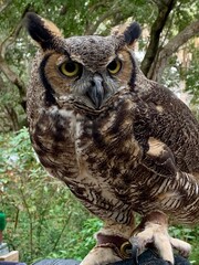 great horned owl perched on a branch