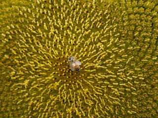 ひまわりとハチ