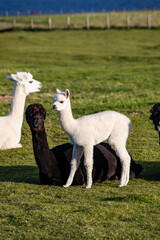 Fototapeta premium Luxury meets nature: high-quality alpaca wool from ethically raised red, white, and black alpacas in a pristine, green environment. A fusion of sustainable fashion, well-being, and premium craftsmansh