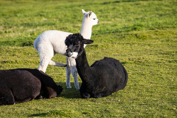 Luxury meets nature: high-quality alpaca wool from ethically raised red, white, and black alpacas...