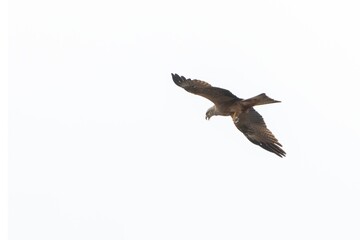 A soaring Common Buzzard (Buteo buteo) glides through the sky, its wings spread wide in a graceful flight, captured against a light, almost white backdrop