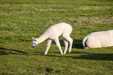 Luxury meets nature: high-quality alpaca wool from ethically raised red, white, and black alpacas...