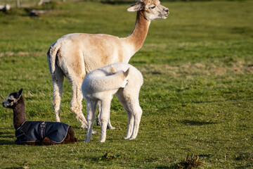 Luxury meets nature: high-quality alpaca wool from ethically raised red, white, and black alpacas in a pristine, green environment. A fusion of sustainable fashion, well-being, and premium craftsmansh