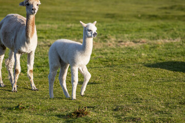 Luxury meets nature: high-quality alpaca wool from ethically raised red, white, and black alpacas in a pristine, green environment. A fusion of sustainable fashion, well-being, and premium craftsmansh