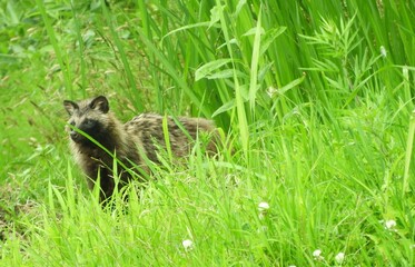 野生のタヌキ