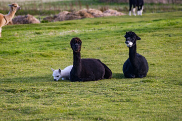 Luxury meets nature: high-quality alpaca wool from ethically raised red, white, and black alpacas...