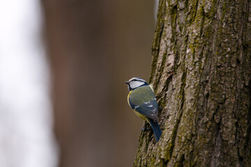 Blue tit perched on a tree trunk, displaying vibrant yellow and blue feathers