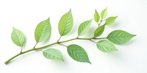 Delicate branch with intricate details on white background, nature, isolated, branch