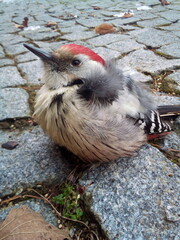 A great spotted woodpecker sits on the sidewalk in a city park.