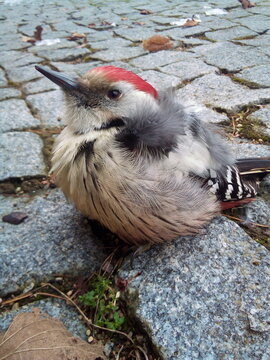 A great spotted woodpecker sits on the sidewalk in a city park.