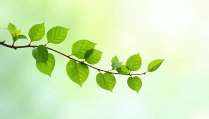 Obraz premium Delicate branch with soft green leaves isolated on white background, isolated, tree