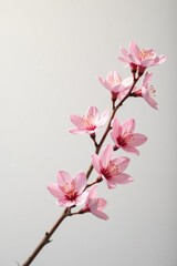 Obraz premium Delicate branch with soft pink hue against white background, minimalist, flowers,