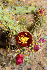 Flowering Hedge Hog cactus