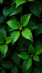 Densely packed leaves in shades of green and brown, texture, foliage