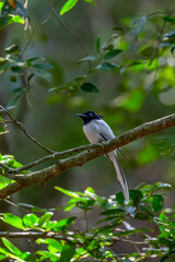 Fototapeta premium bird of beauty 