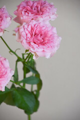 ピンクのスプレーばら