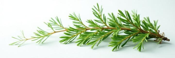 Fototapeta premium Freshly cut evergreen branch on a clean white surface, nature, white, branch