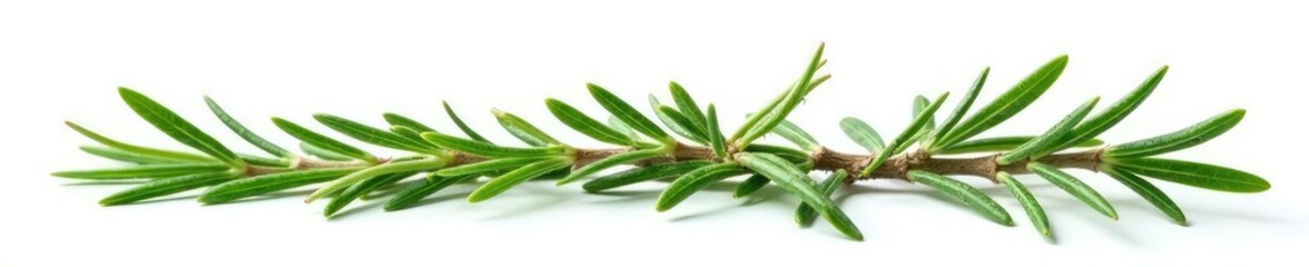 Obraz premium Fresh rosemary leaves isolated on white background, still life, floral, herb