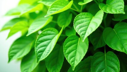 Fototapeta premium Green leafy foliage isolated on white background, foliage, plant life, herbaceous