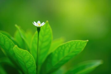 Green leaves and stem with a small white wildflower on the top, garden, wildflower, plant