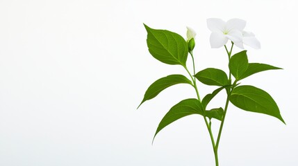White Flower with Green Leaves on White Background