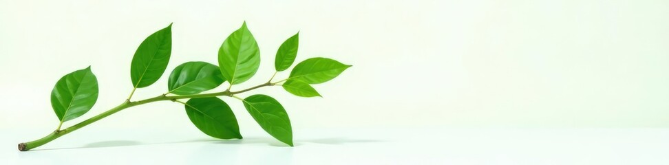 Fototapeta premium Green stem with large leaves on white background, plant photography, nature,