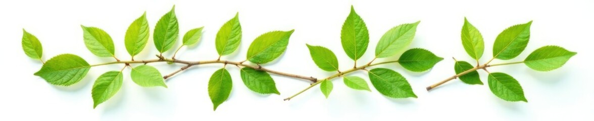 Leaves on a branch isolated on white background, branches, plants