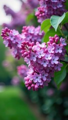 Fototapeta premium Lilac tree in full bloom with hanging flowers and leaves, flower, blooms, lilac