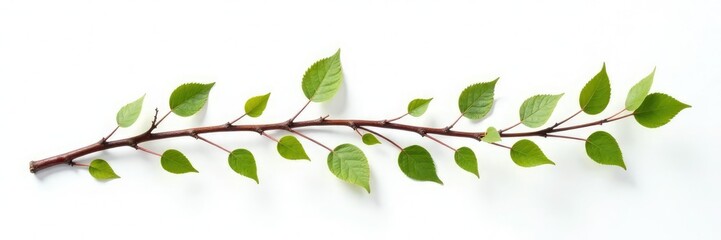 Fototapeta premium Long branch with small twigs and leaves on white background, natural, branches