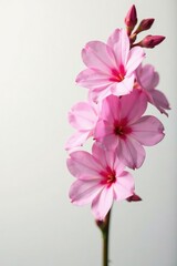 Pink Angelonia flowers against a soft white background,, delicate petals, pink angelonia