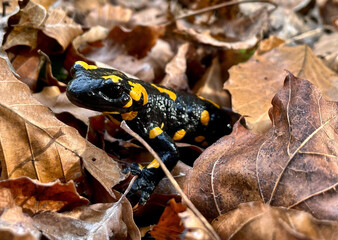 Ein Feuersalamander taucht zwischen welken Blättern auf