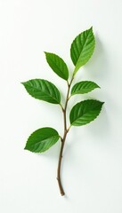 Single branch on white background with subtle texture, single, greenery, leafy