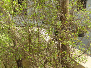 Close up of bright green leaves grow from the small fresh buds on the young small trees brunch in the garden in spring season.
