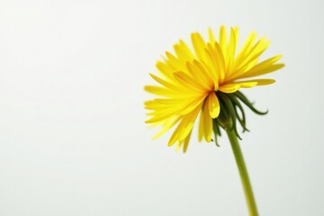Single dandelion seed isolated on white background, blossom, solo bloom, seed