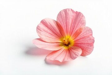 Fototapeta premium Single flower petal isolated on white background, single, solo