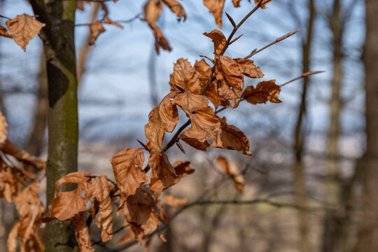 Vertrocknete Bl&auml;tter im Wald