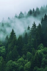 Misty Forest Scene