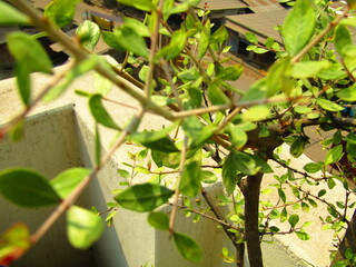 Close up of bright green leaves grow from the small fresh buds on the young small trees brunch in the garden in spring season.