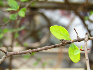 Close up of bright green leaves grow from the small fresh buds on the young small trees brunch in the garden in spring season.