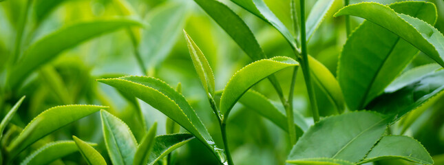 Banner Green tea tree leaves field young tender bud herbal Green tea tree in camellia sinensis organic farm. Panorama Fresh Tree tea leaf plant green nature in herbal farm background with Copy Space