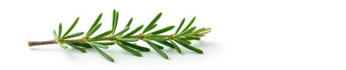 Fototapeta premium Sprig of rosemary isolated on white background, white, plant