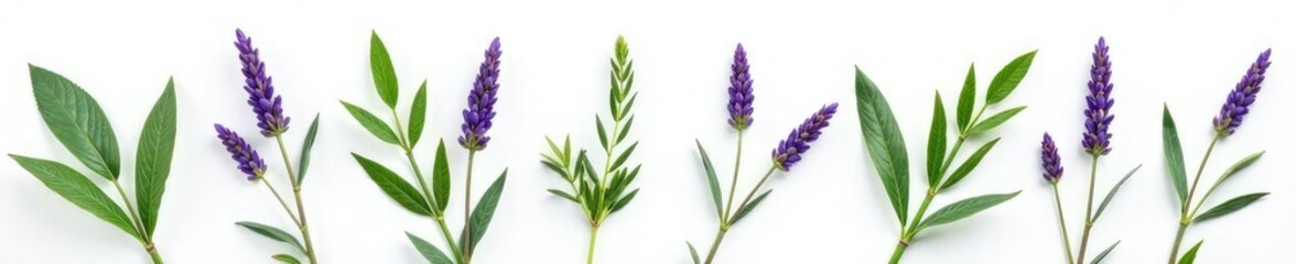 Obraz premium sprigs of lavender and green leaves isolated on white, botanical, white background, color palette