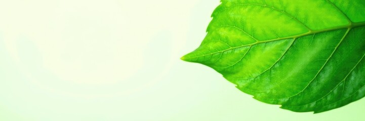 Spring green leaves with veins isolated on white background, leaf, foliage