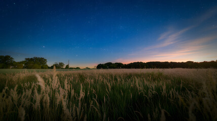 A field of tall grasses with the stars twinkling above and a soft breeze blowing.