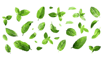 Fresh mint, flying mint, aromatic green leaves, delicious mint for cooking, mint leaves, organic fresh mint, mint plants in air, healthy mint leaves, kitchen herbs, green mint © aura studio