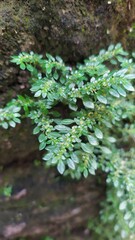 A plant with green leaves, small leaf size, and dense leaves on a mossy wall. Close-up.