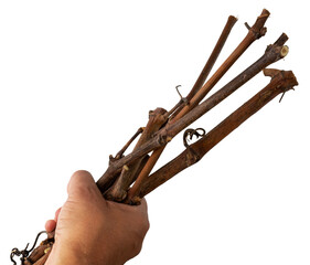 Hand picking up pruned vine shoots. Hand and isolated branches. Close-up, detail.